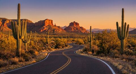 Desert highway with saguaros, Arizona